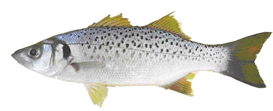Spotted Seabass